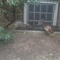 Turkeys