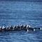 Women's Rowing, Heavyweight