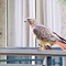 Hawks on Campus