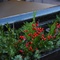 Winter Display